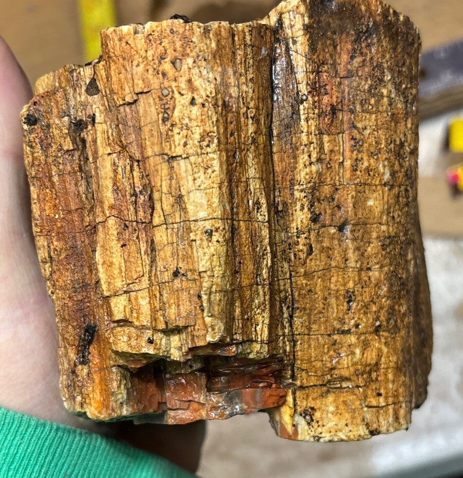 Colorful petrified wood