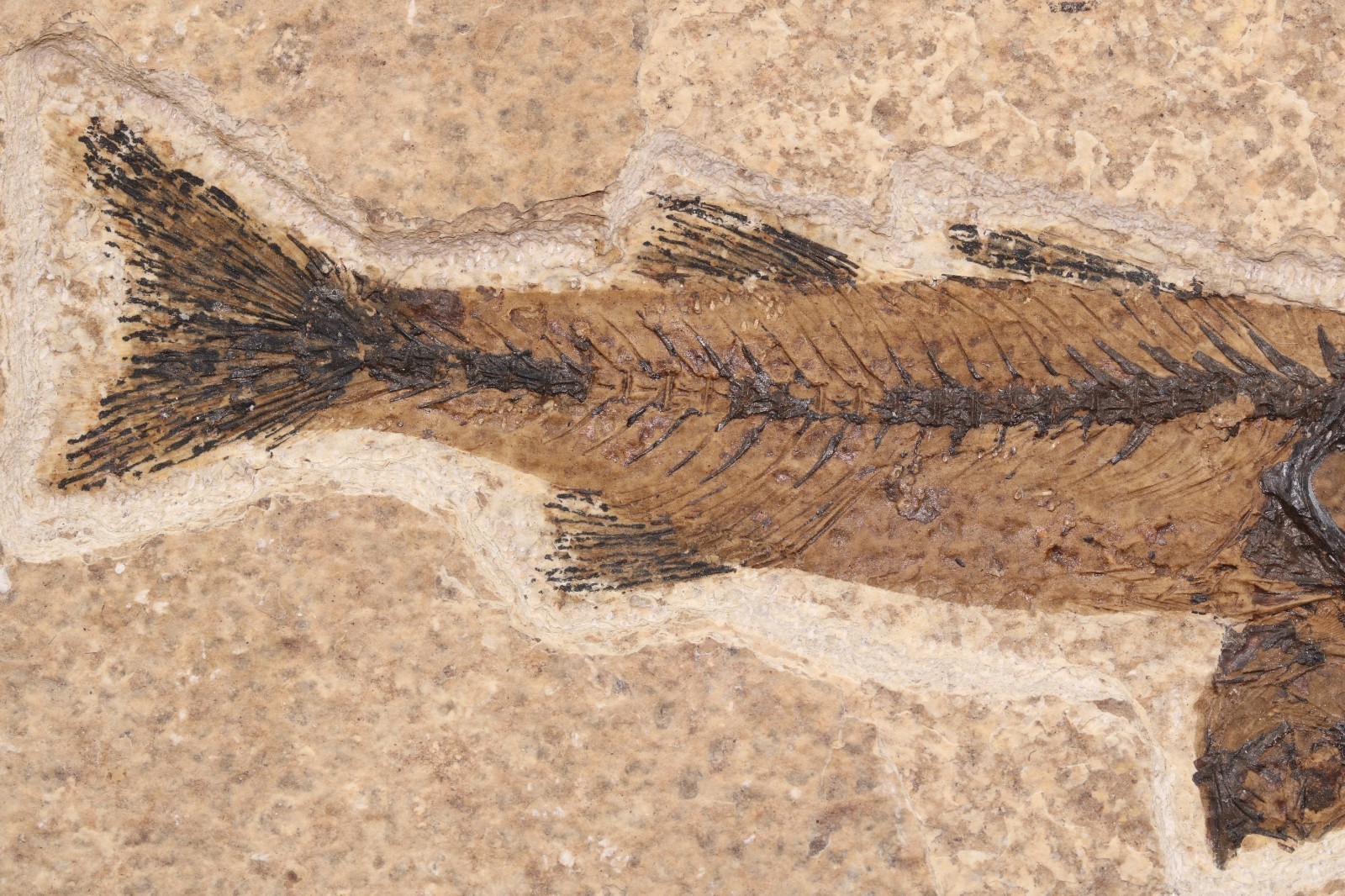 4.5" Mioplosus Fossil Fish Fossil Lake Green River Fm Wyoming WY COA 11898