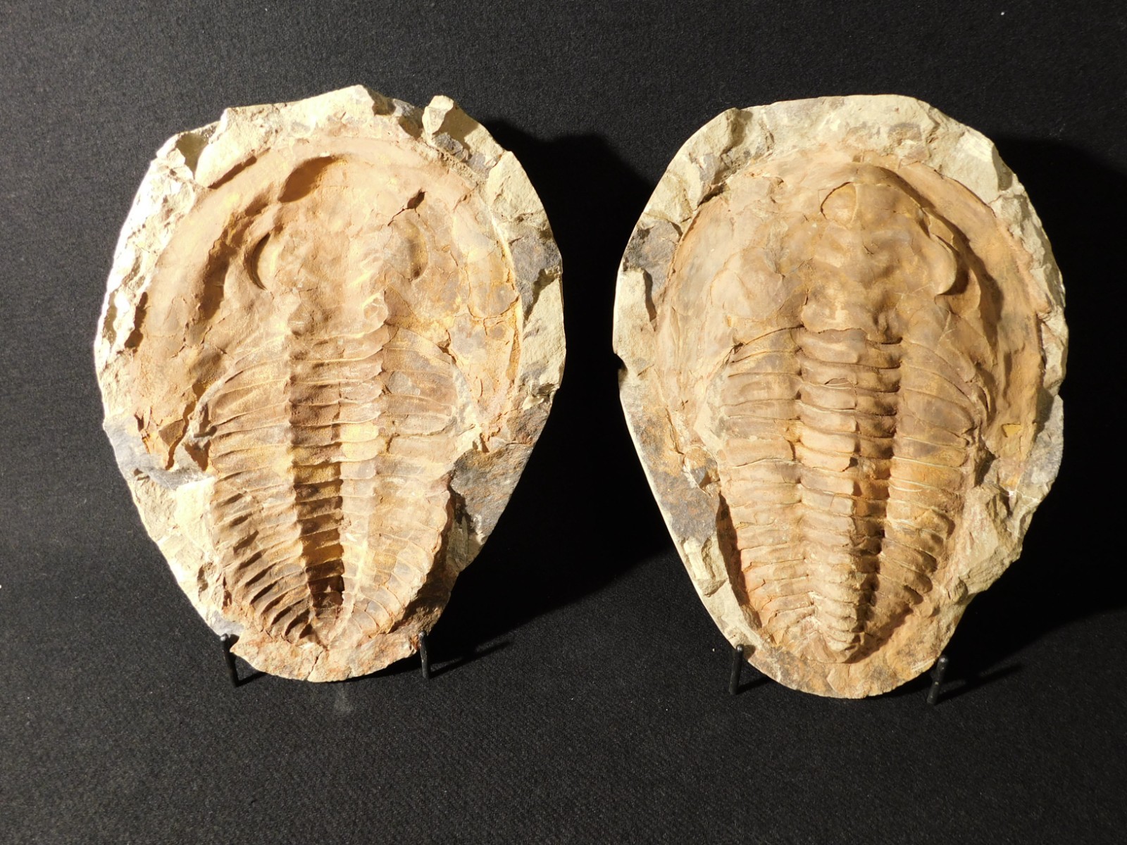 HUGE! 530 Million Year OLD! Andalusiana Trilobite Fossil Anif Morocco 3242gr