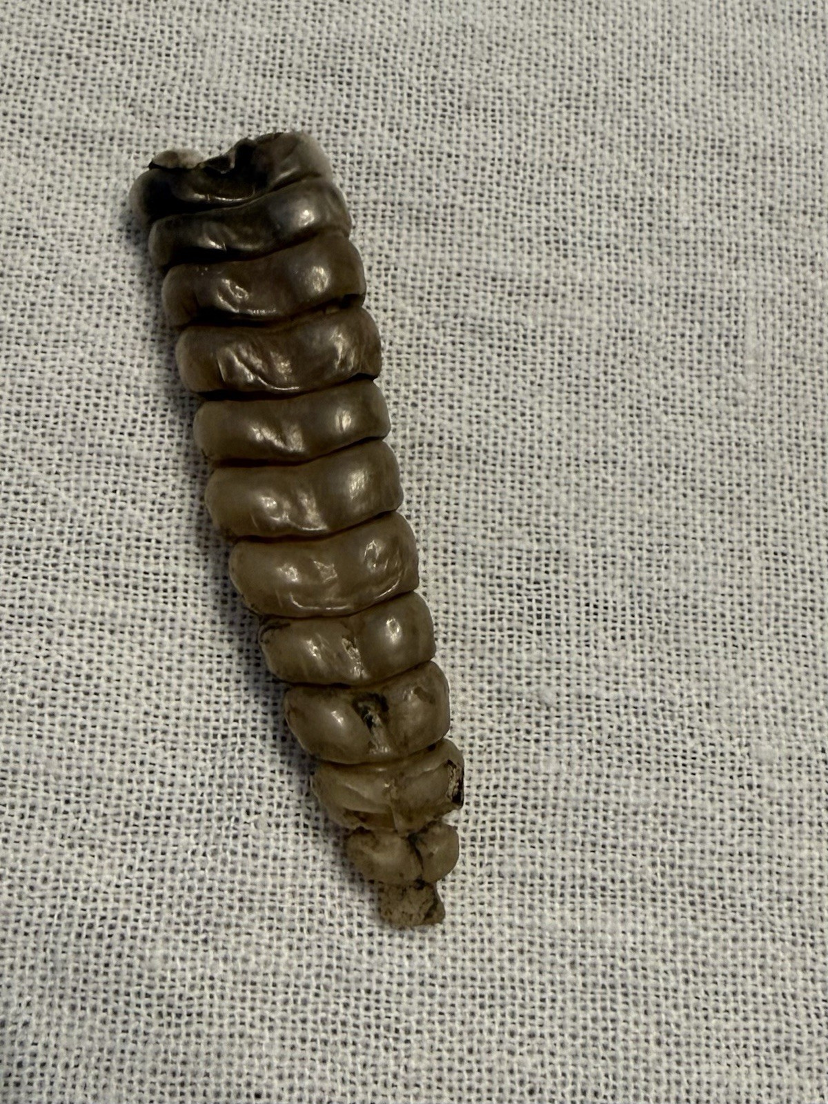 Rattlesnake Rattles ~ Lot Of 4 Rattles