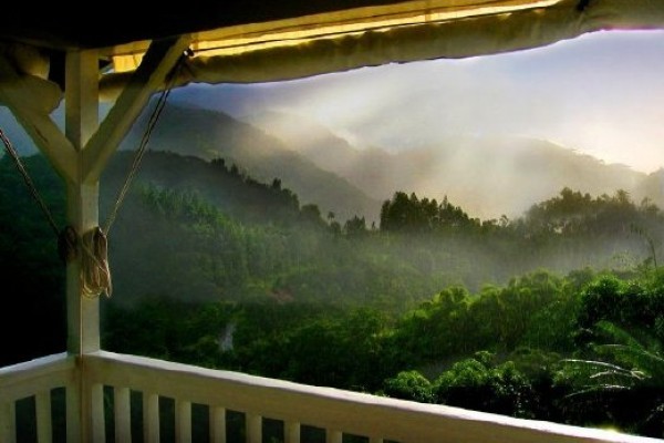 100% Jamaican Blue Mountain Coffee Beans Medium Roasted 1 Pound Bag