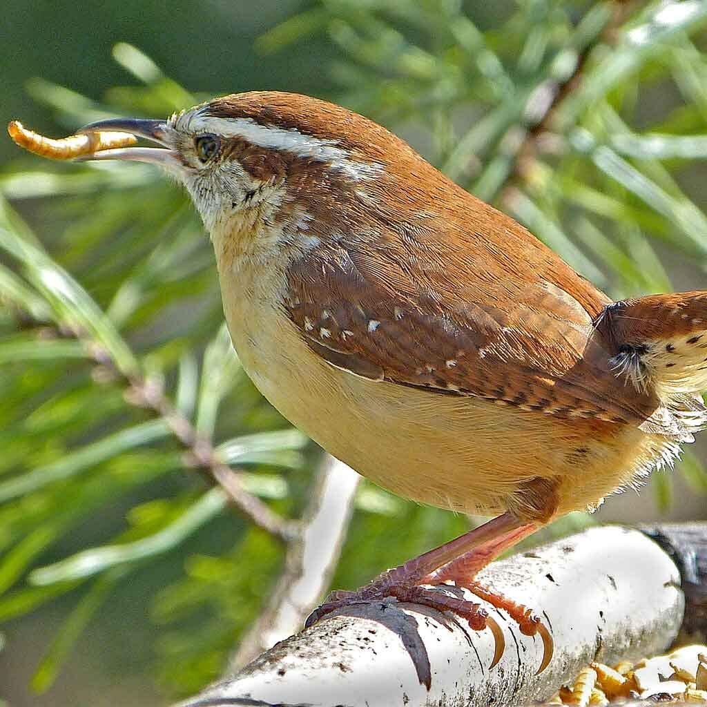 22LB Dried Mealworms Bulk Non-GMO Organic for Wild Blue Bird Chickens Hen Treats
