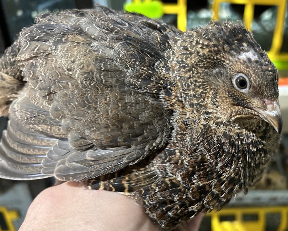 Celadon Coturnix Quail Hatching Eggs