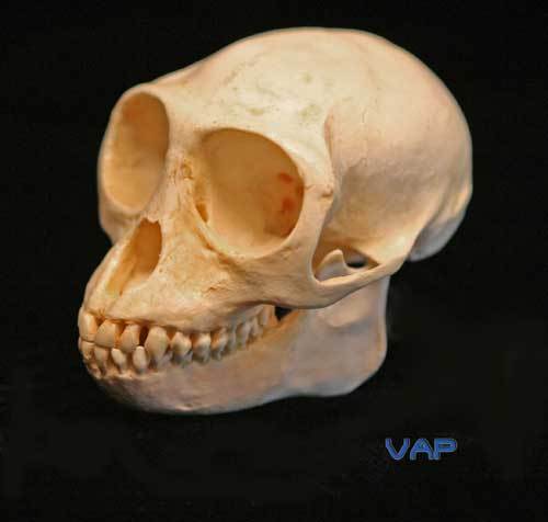 DOUC  LANGUR  SKULL  REPLICA