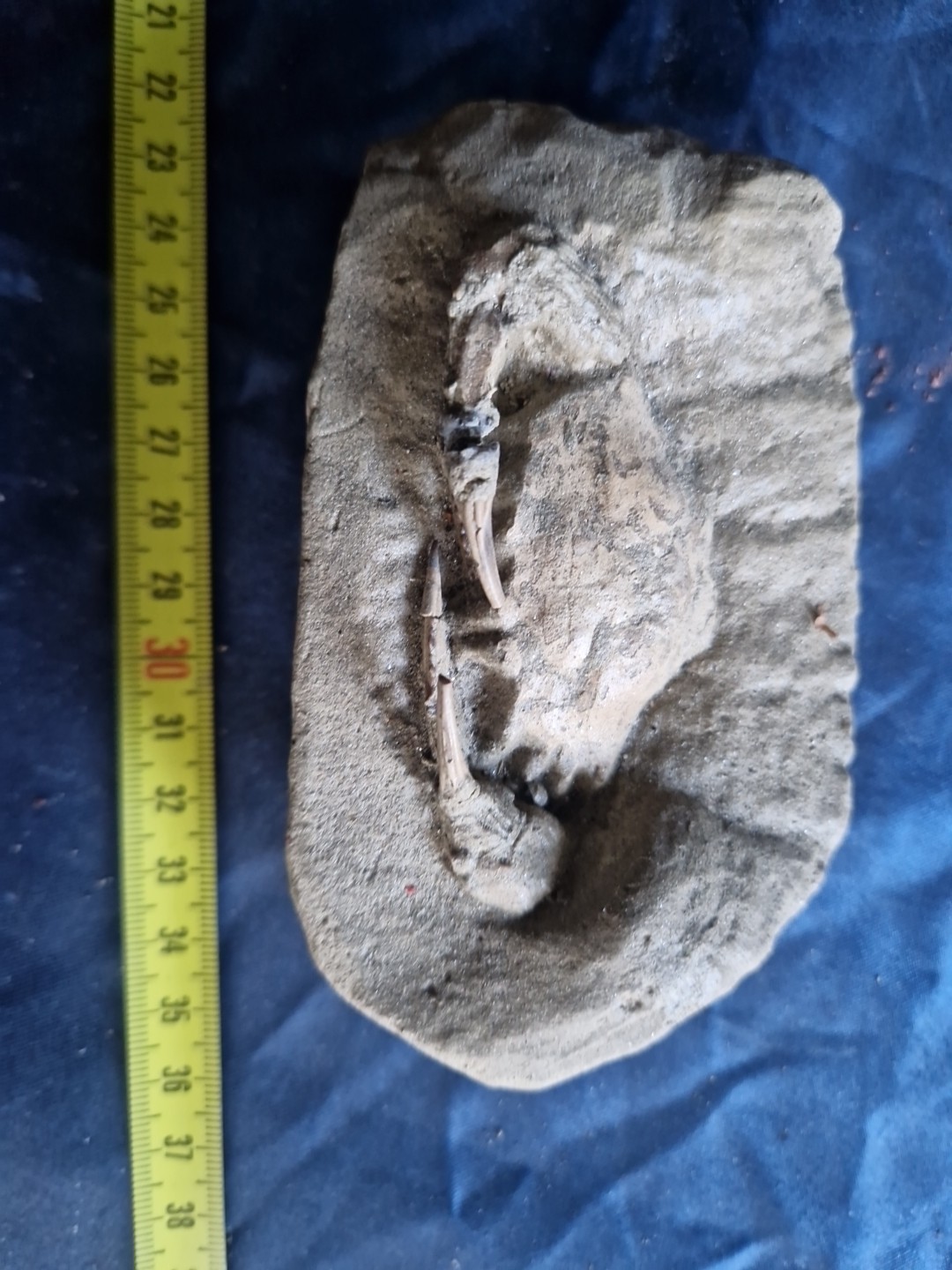 MASSIVE, LARGE, fossil CRAB from Java, Indonesia good details, great claws!