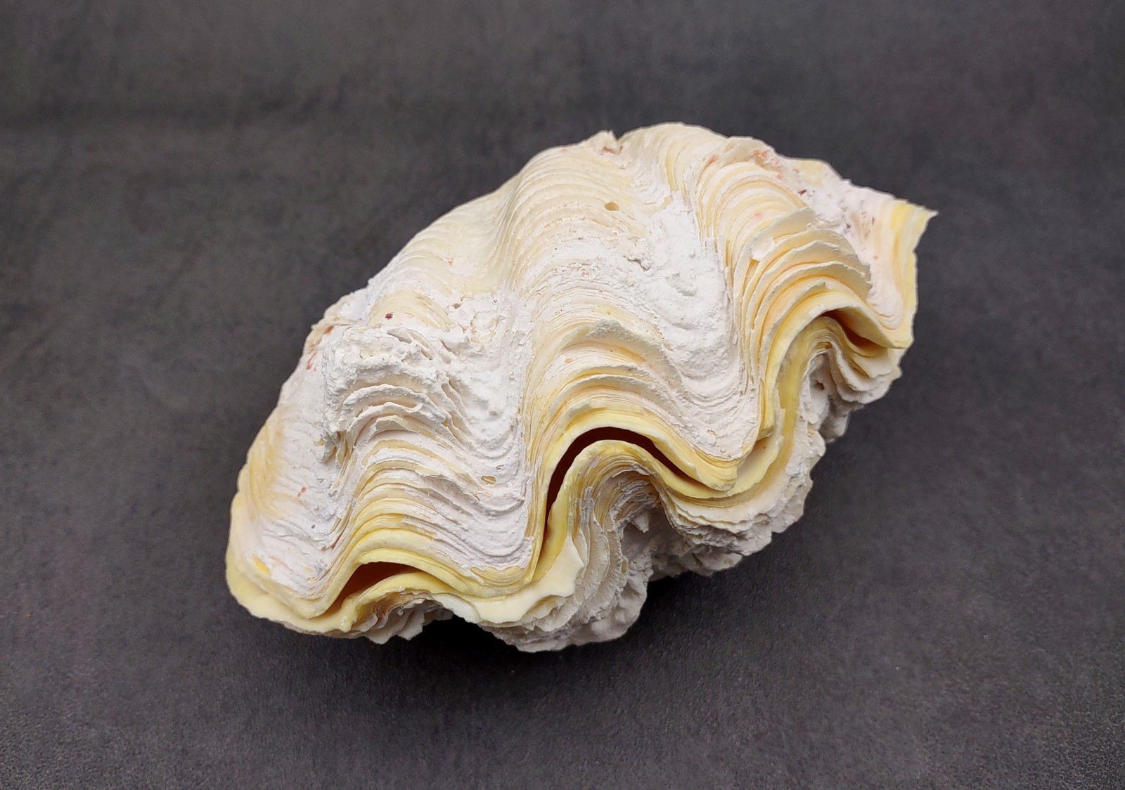 Derasa Clam Seashell White Tridacna Derasa (1 shell approx. 5+ inches)