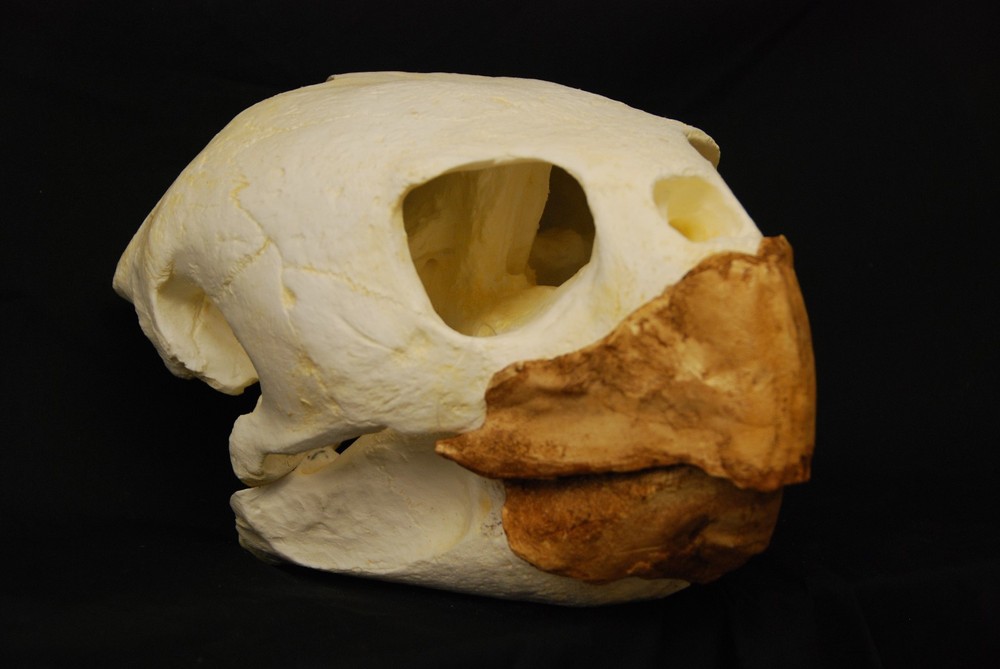 LOGGERHEAD TURTLE SKULL  REPLICA