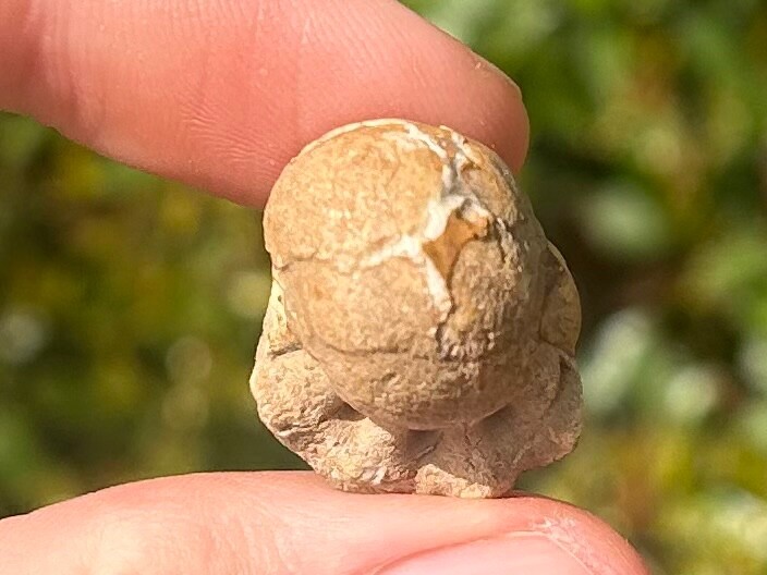 Oklahoma Fossil Goniatite Glaphyrites hyattianus Pennsylvanian Age Ammonite