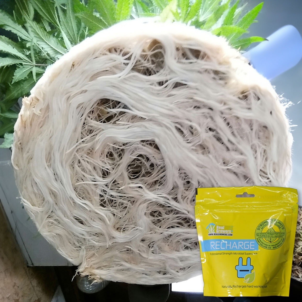 Real Grower's Recharge, Soil Inoculant & Growth Stimulator, This Is a 20g Pouch