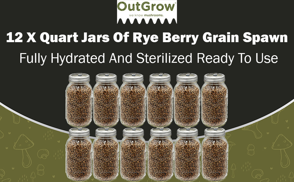Rye Berry Grain Spawn Jars | Fully Sterilized | 12-Pack of Jars