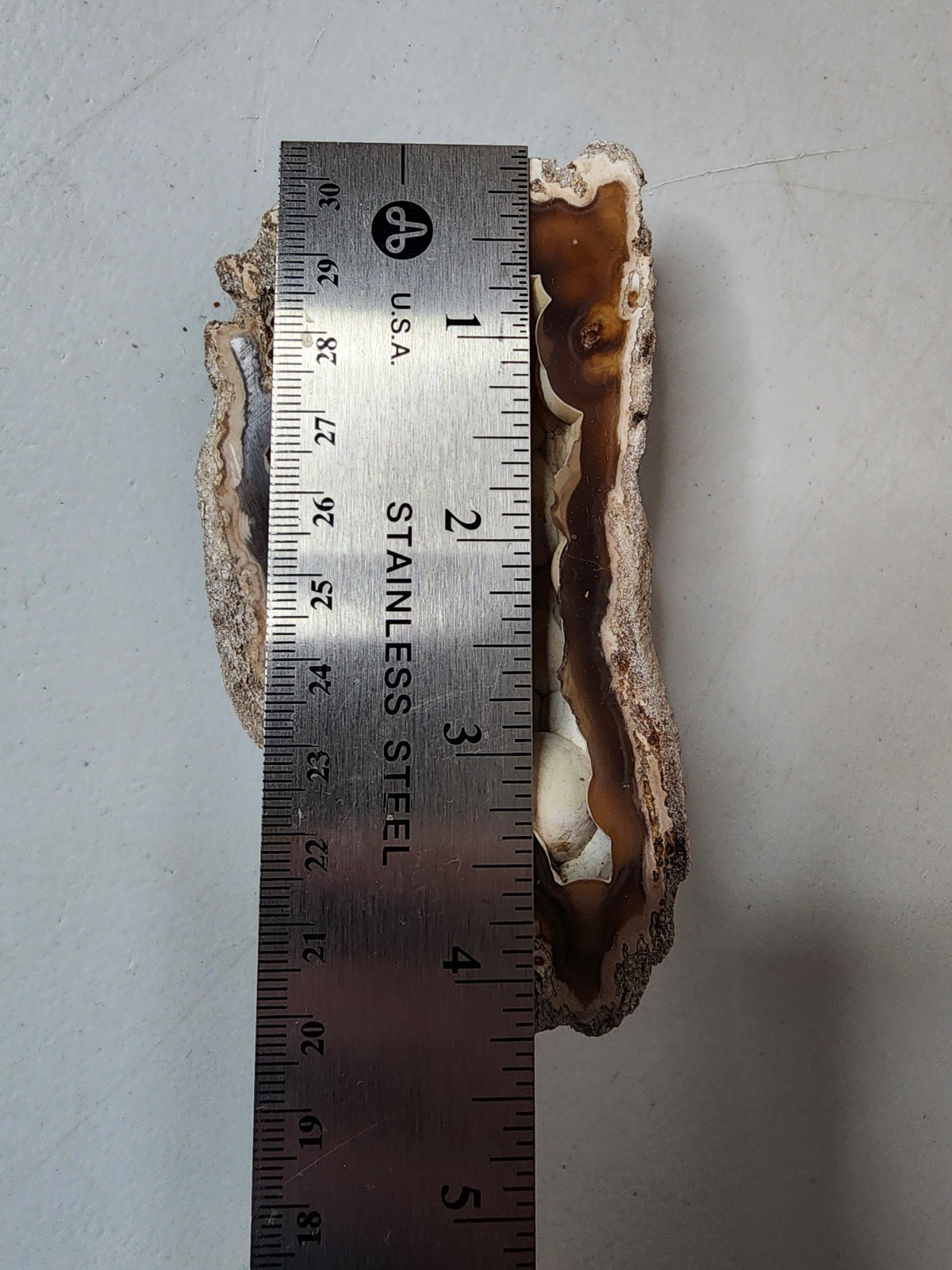Florida Agatized Coral Fossil Chalcedony Agate Geode 4"