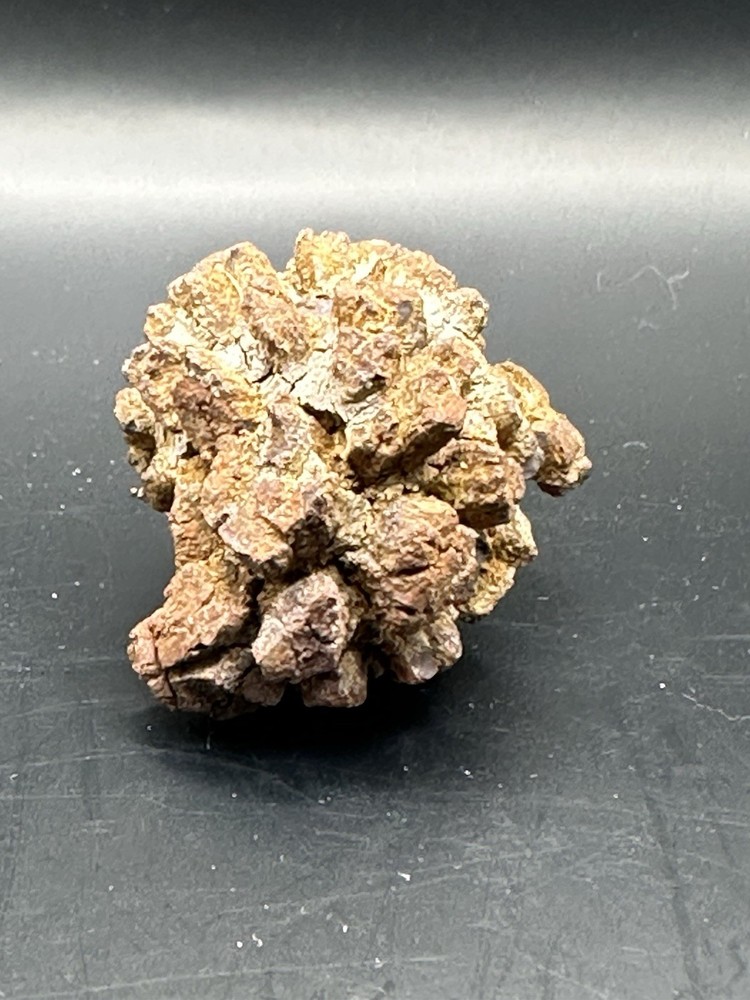 Dinosaur Coprolite -Fossilized- Genuine