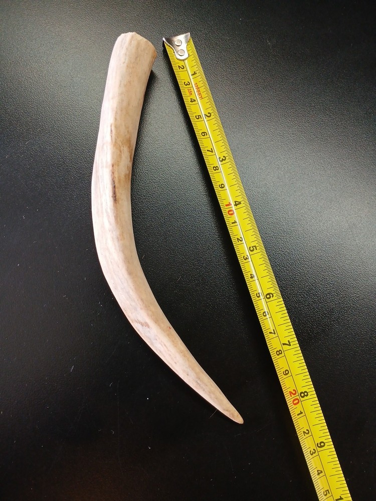 Knapping Tool, Deer Antler Tine
