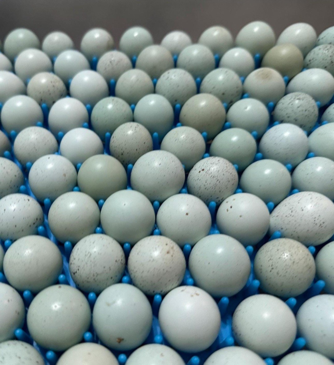 18 Celadon Blue Coturnix Quail Hatching Eggs - 100% BLUE