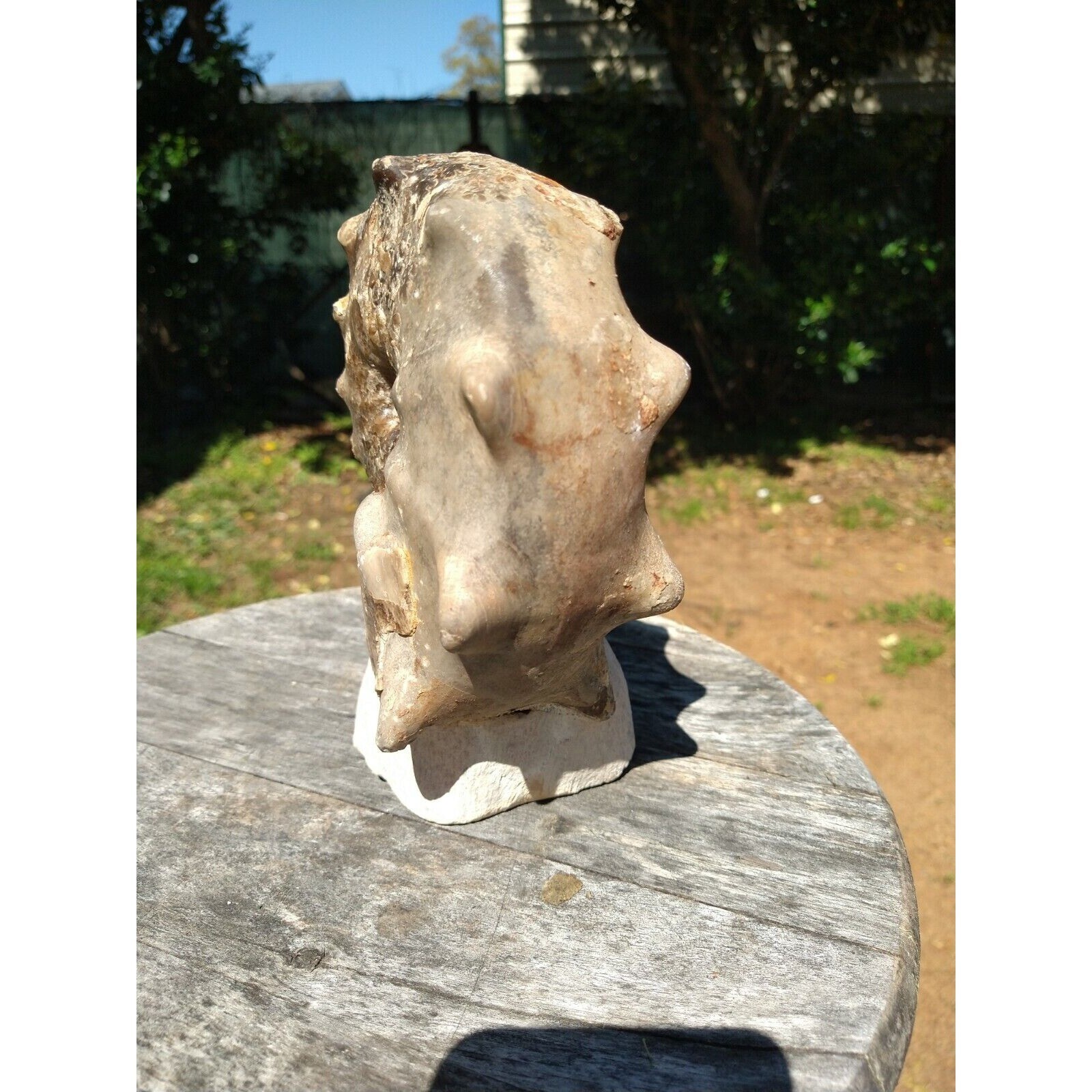 Mammites Nodosoides Ammonite Species.