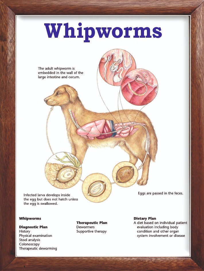 Whipworms Chart 12x18 inches