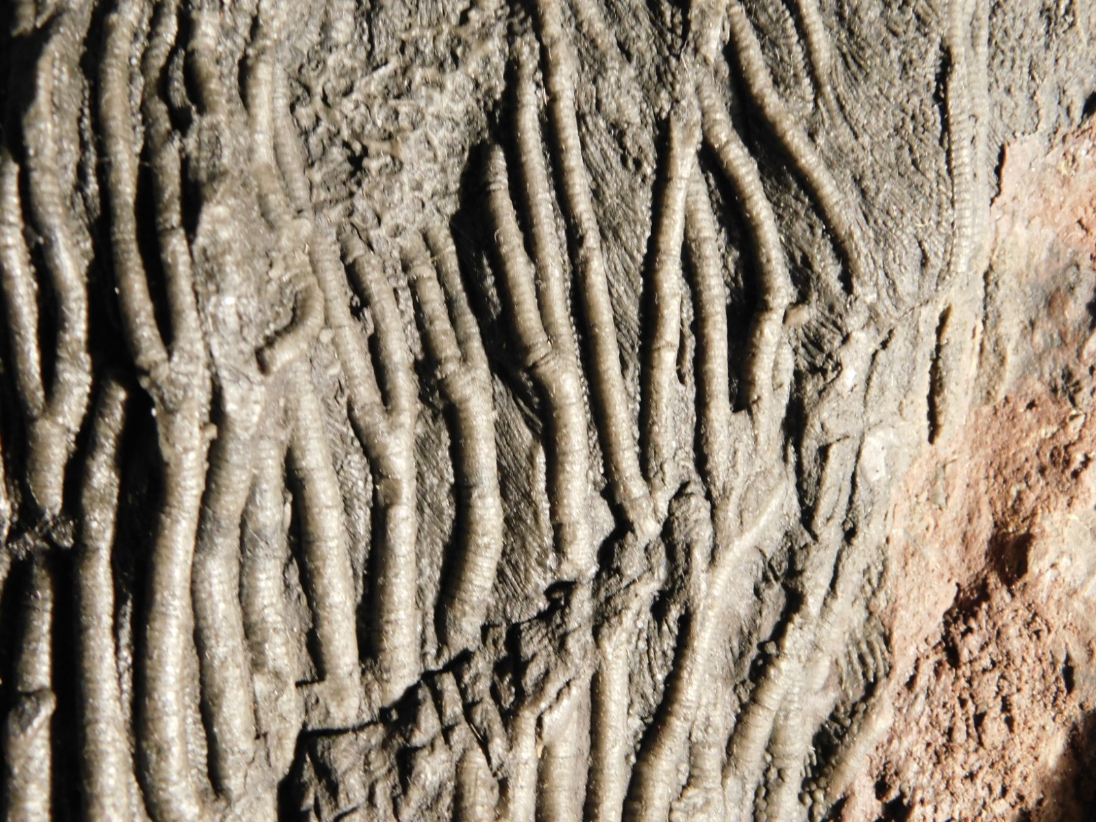 wOw BIG!! 430 Million Year Old! CRINOID Fossil or Sea LILY Fossil Morocco 1801gr