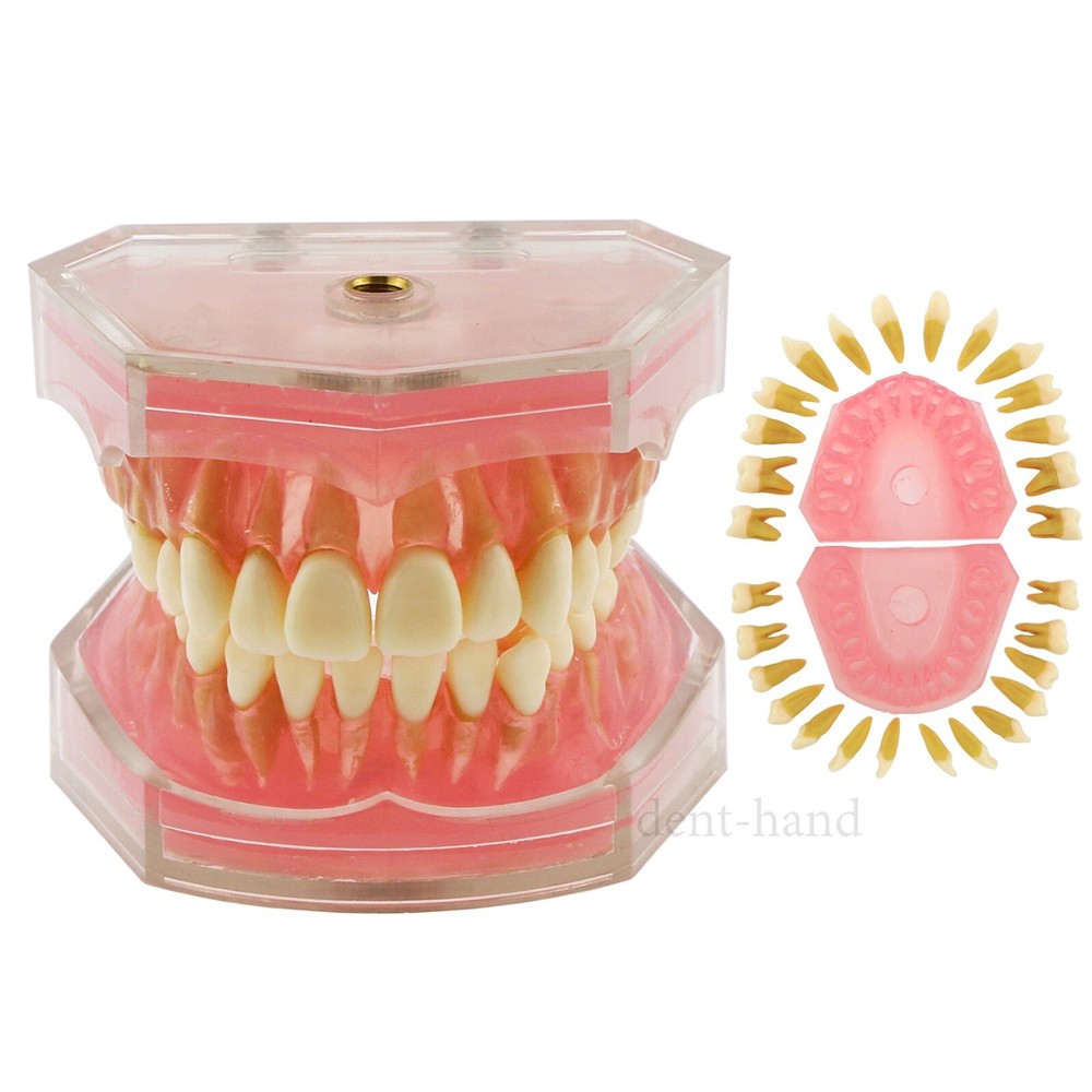 M7008 + Simulation Cheek Dental Typodont Practice Removable Teeth Model Soft Gum