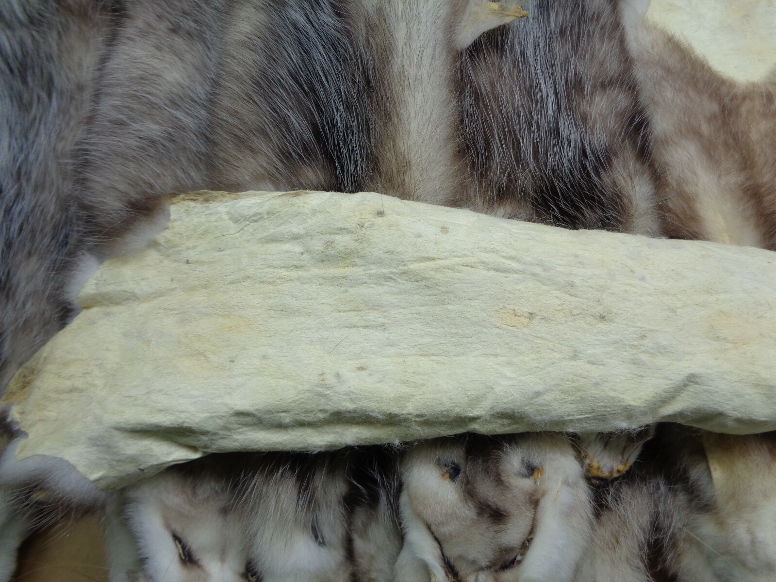 Professionally Tanned #1 XL Opossum Hide/Furs/Taxidermy/Crafts/Real USA Furs