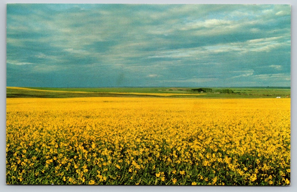 Schuler Alberta Wheat Pool Program Delegate's Meeting 1970s Christmas Postcard