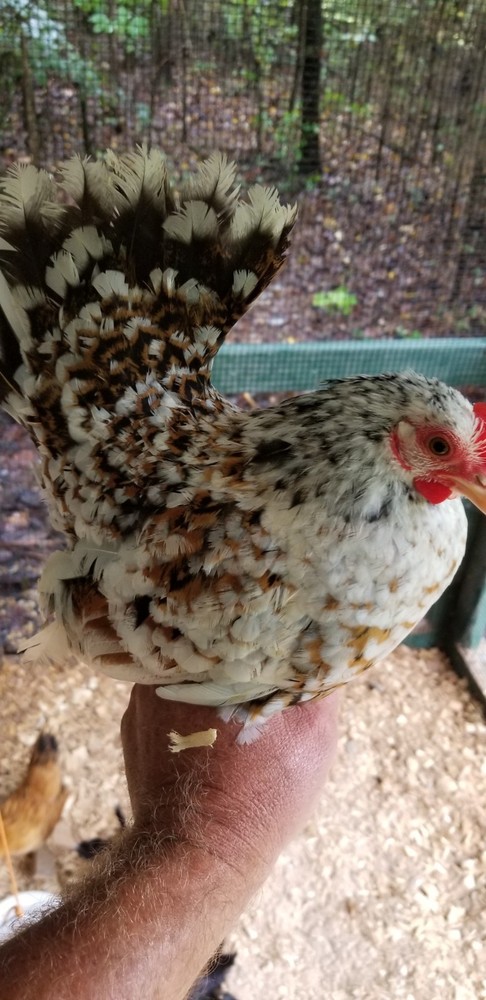Serama Bantam Eggs. 1 Dozen + extras. Video NO RESERVE!!!