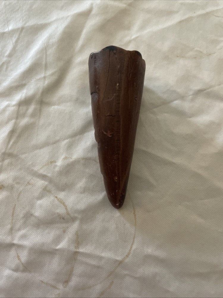 Dinosaur Tooth 3 Inches Long Real? Replica?