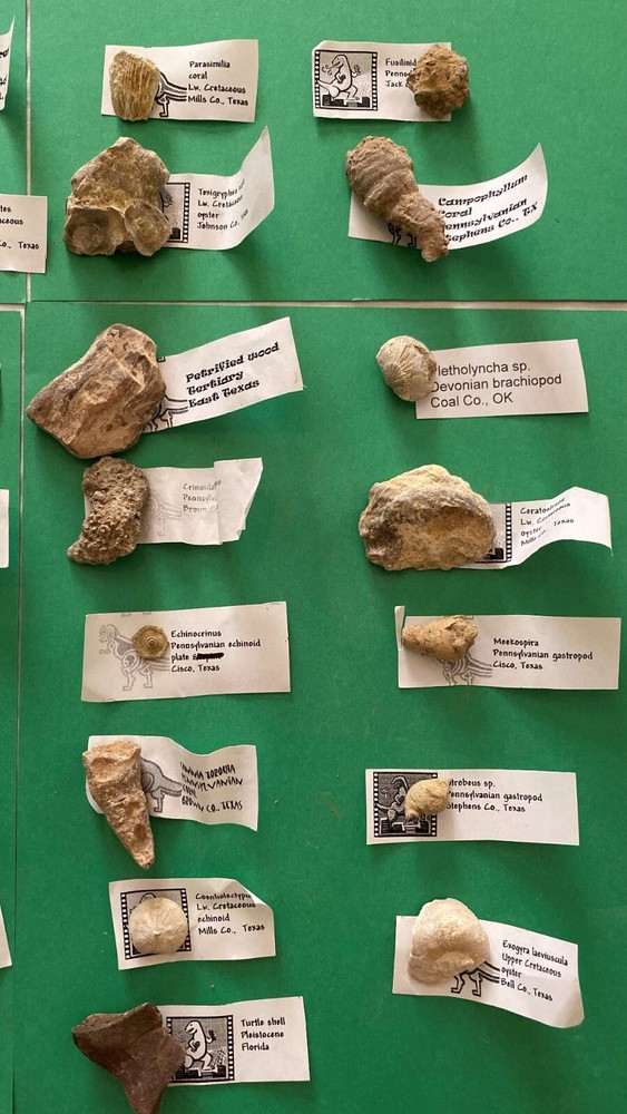 30 different identified fossils Set #2 identified labeled and bagged