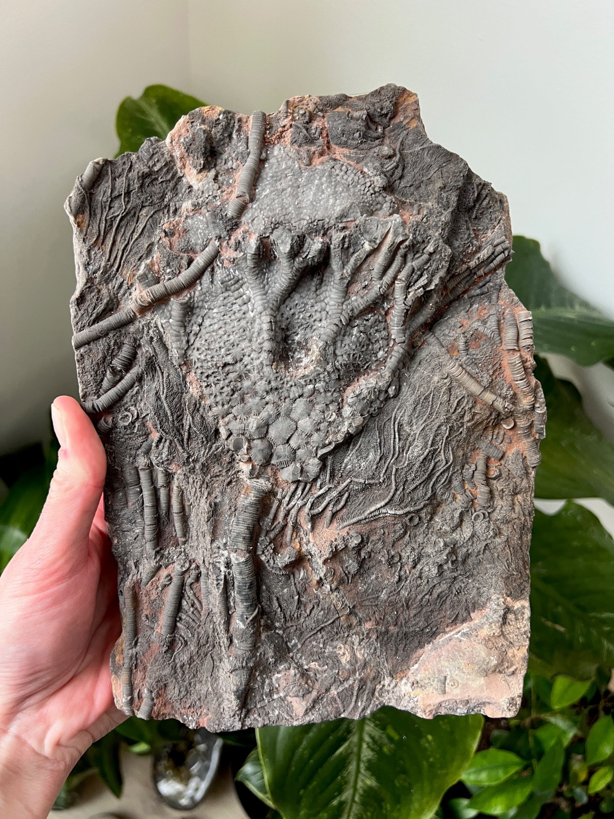 Museum Quality Silurian Crinoid Scyphocrinites (Sea Lily) Fossil Plate - Morocco
