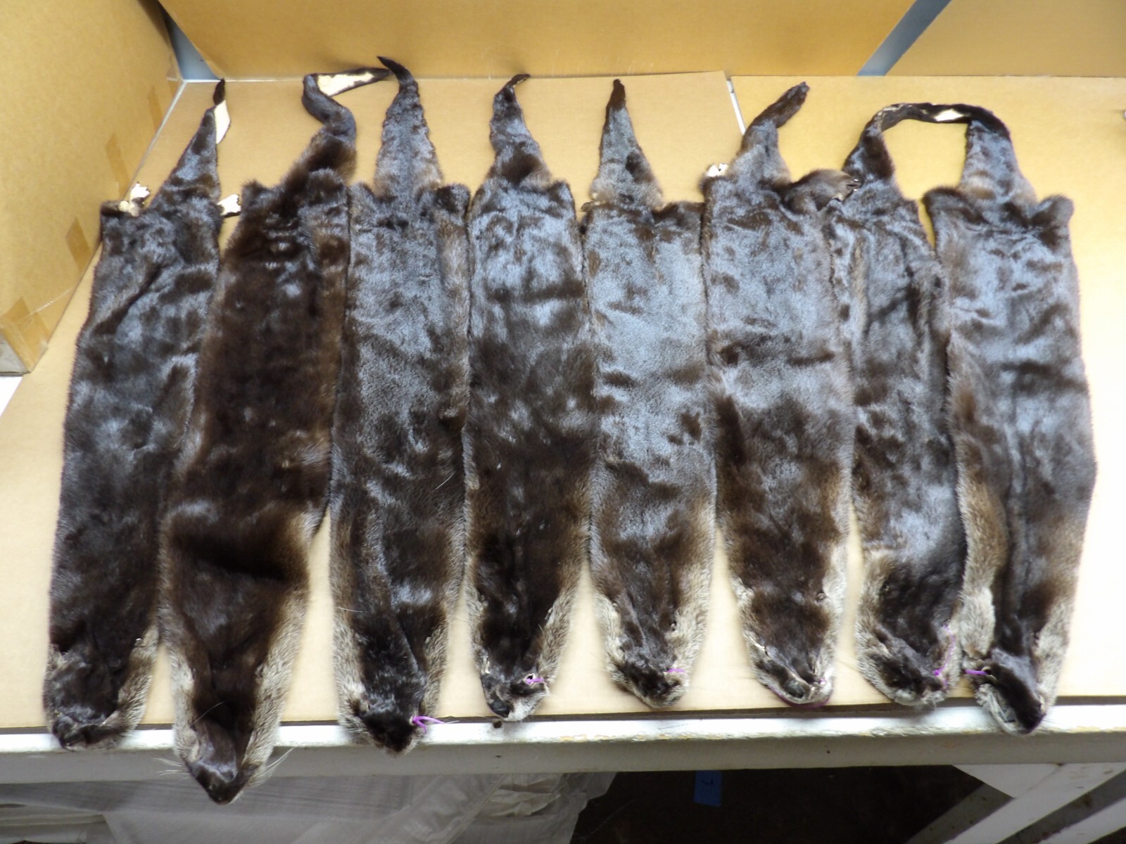 Tanned North American XXL Dark River Otter, Lontra canadensis, soft furs, pelts