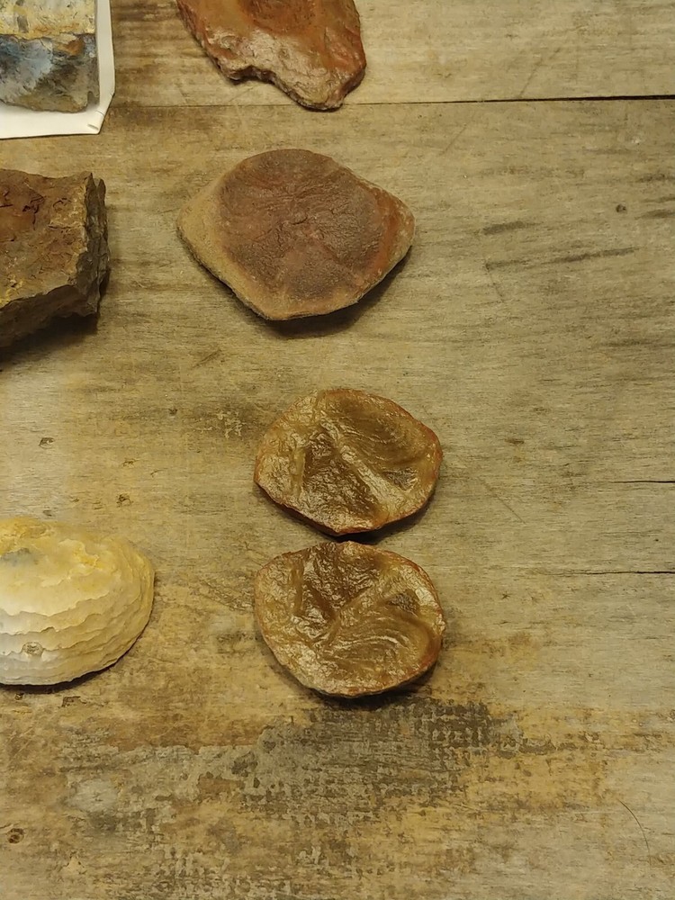 Fossil Lot 34 Total Pieces