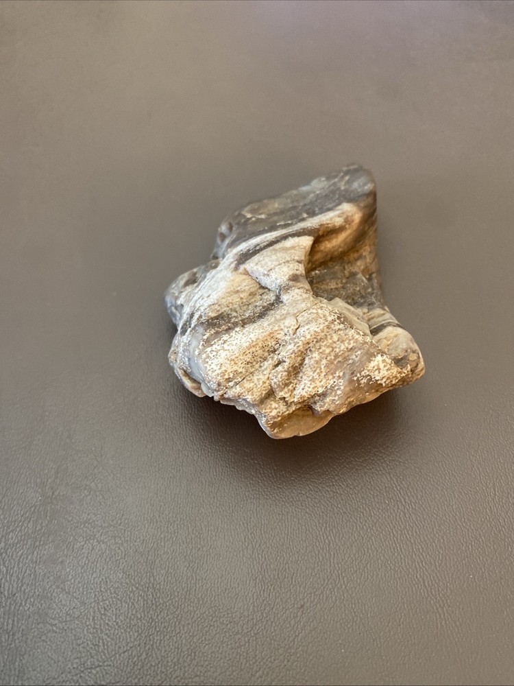 Petrified Wood