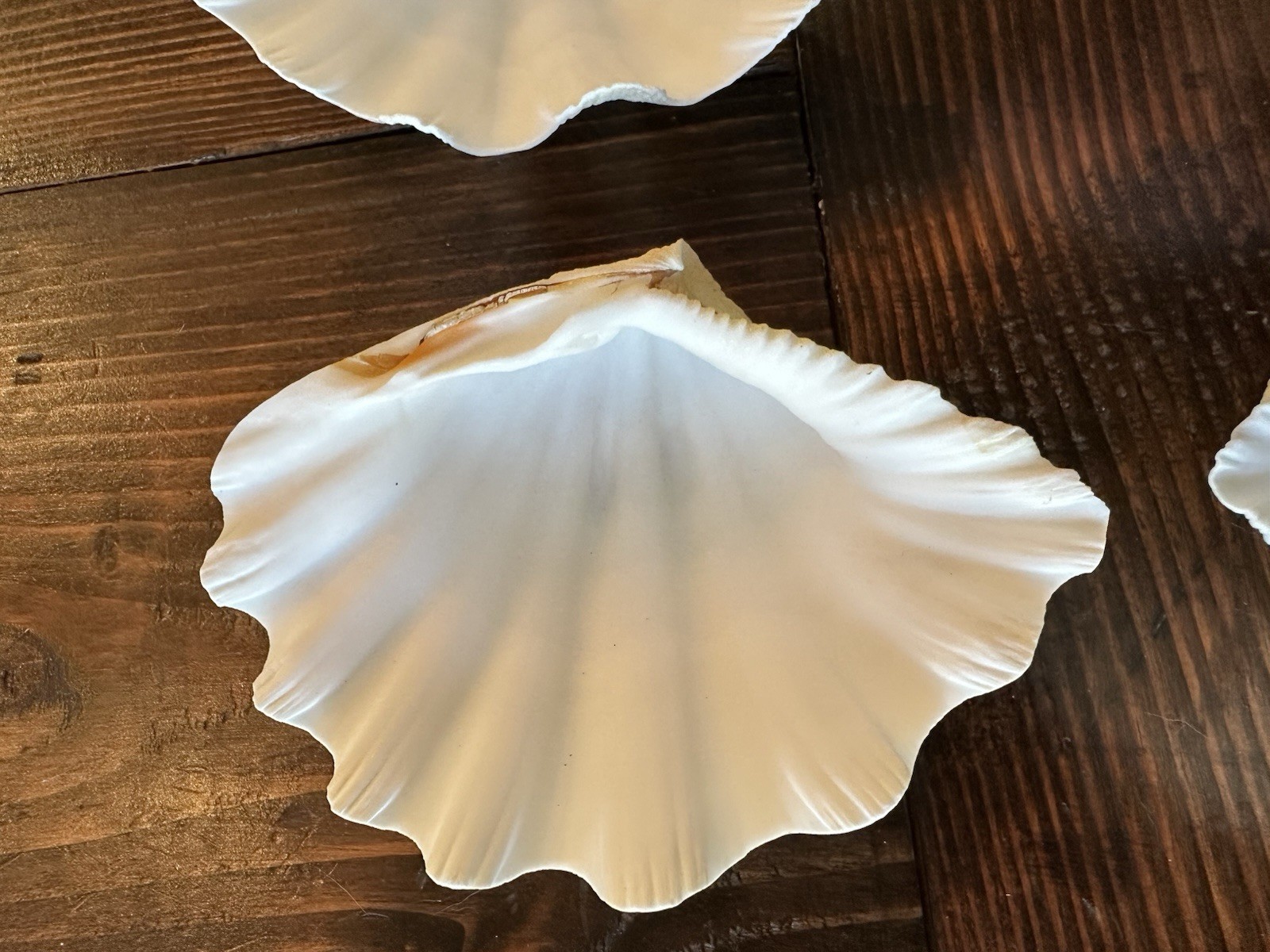 Set Of 6 TRIDACNA GIGAS(?) Clam Sea Shells Half 6” x 4” BEAR PAW Nautical Ocean