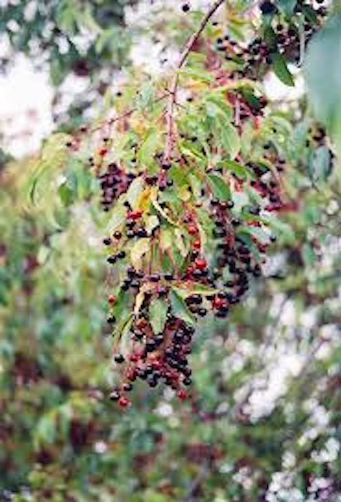 1 Black Cherry Tree 12-24" Tall Prunus serotina Bare Root