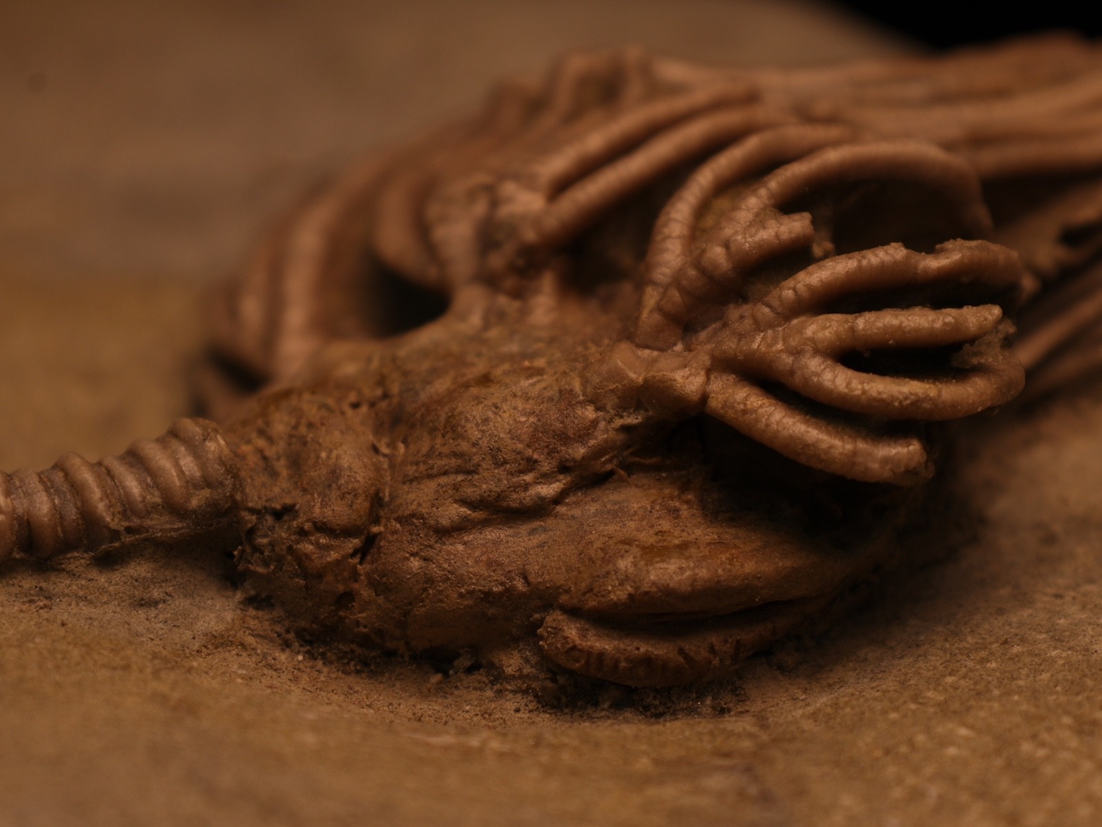 Actinocrinites gibsoni Crinoid Fossil, Crawfordsville, IN