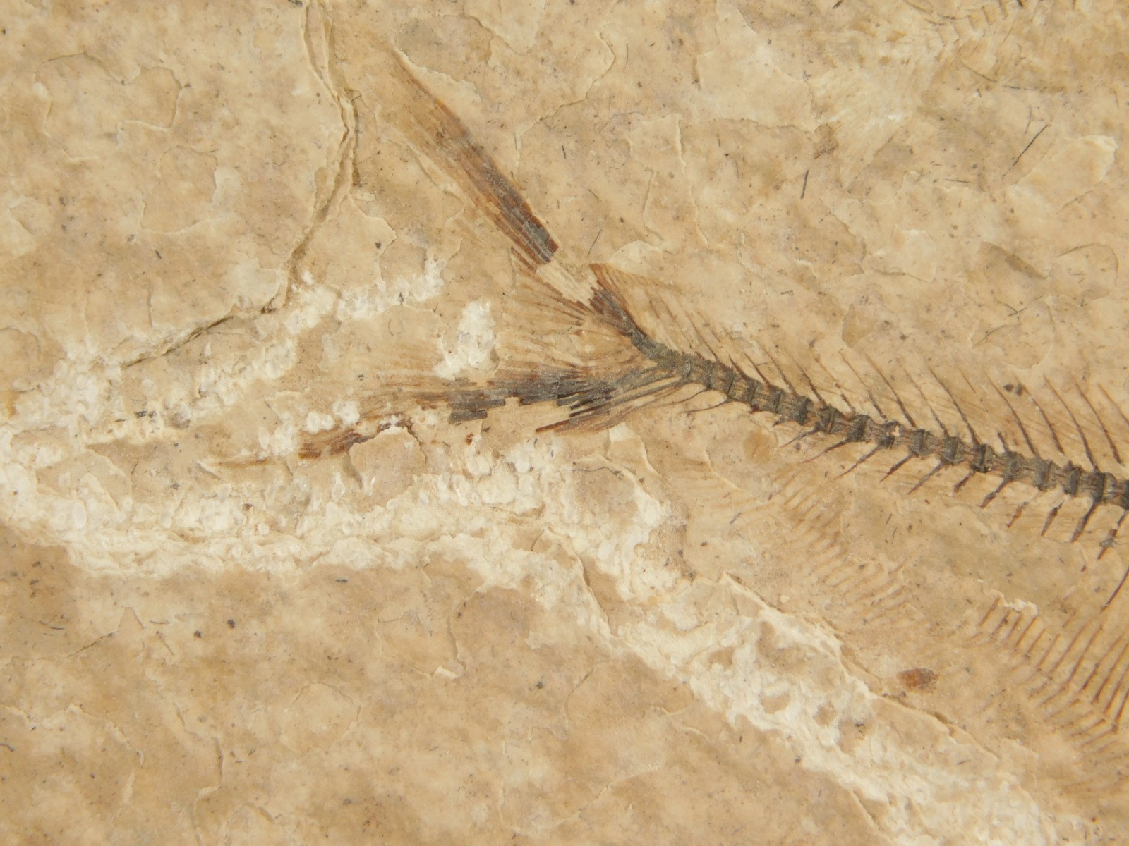 X-RAY Bones! 50 Million Year Old Diplomystus FISH FOSSIL Wyoming 152gr