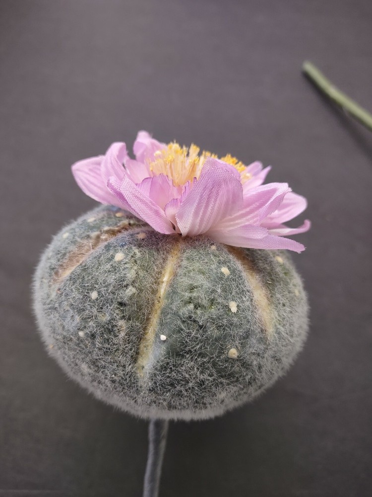 Artificial mini blooming barrel cactus. TWO pieces