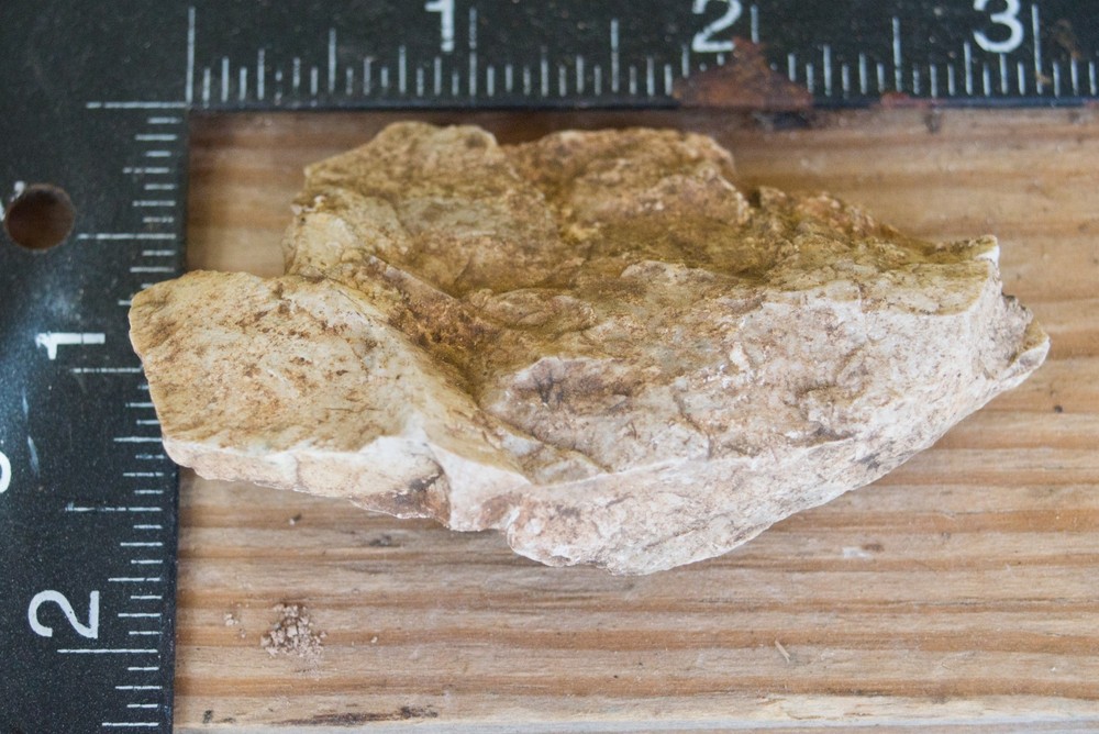 NE Oklahoma Fossil