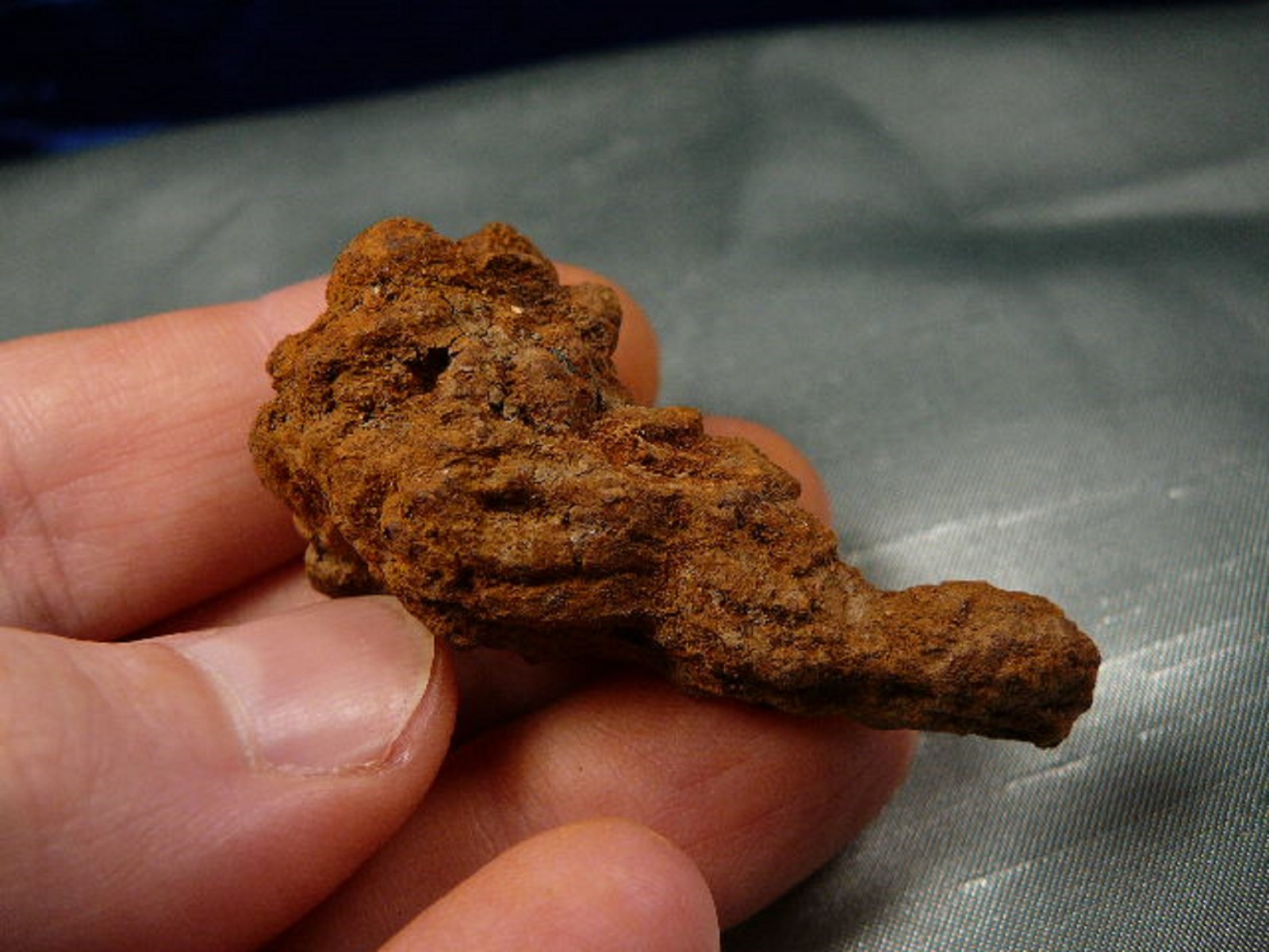 pp471-1) 2" Genuine Fossil TURTLE POOP Coprolite OR DUNG doo #2 skat WEIRD GIFT