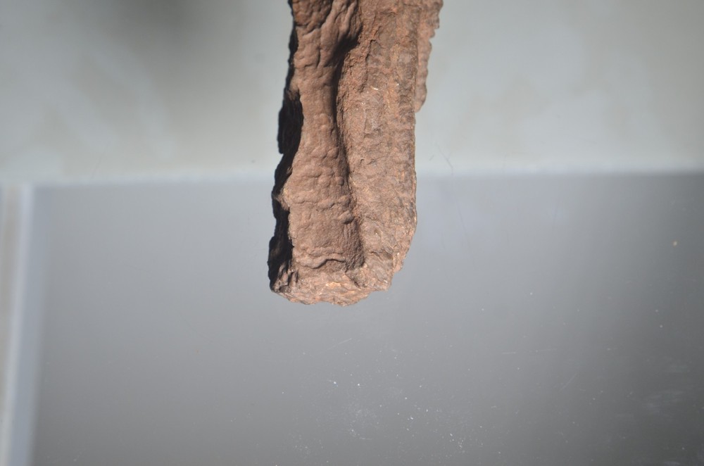 fossilized tube worm Utah