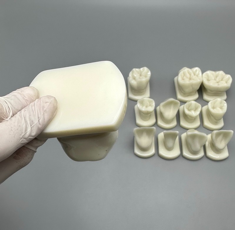 Comparison Carving Permanent Tooth Model Student Practice Study Tools