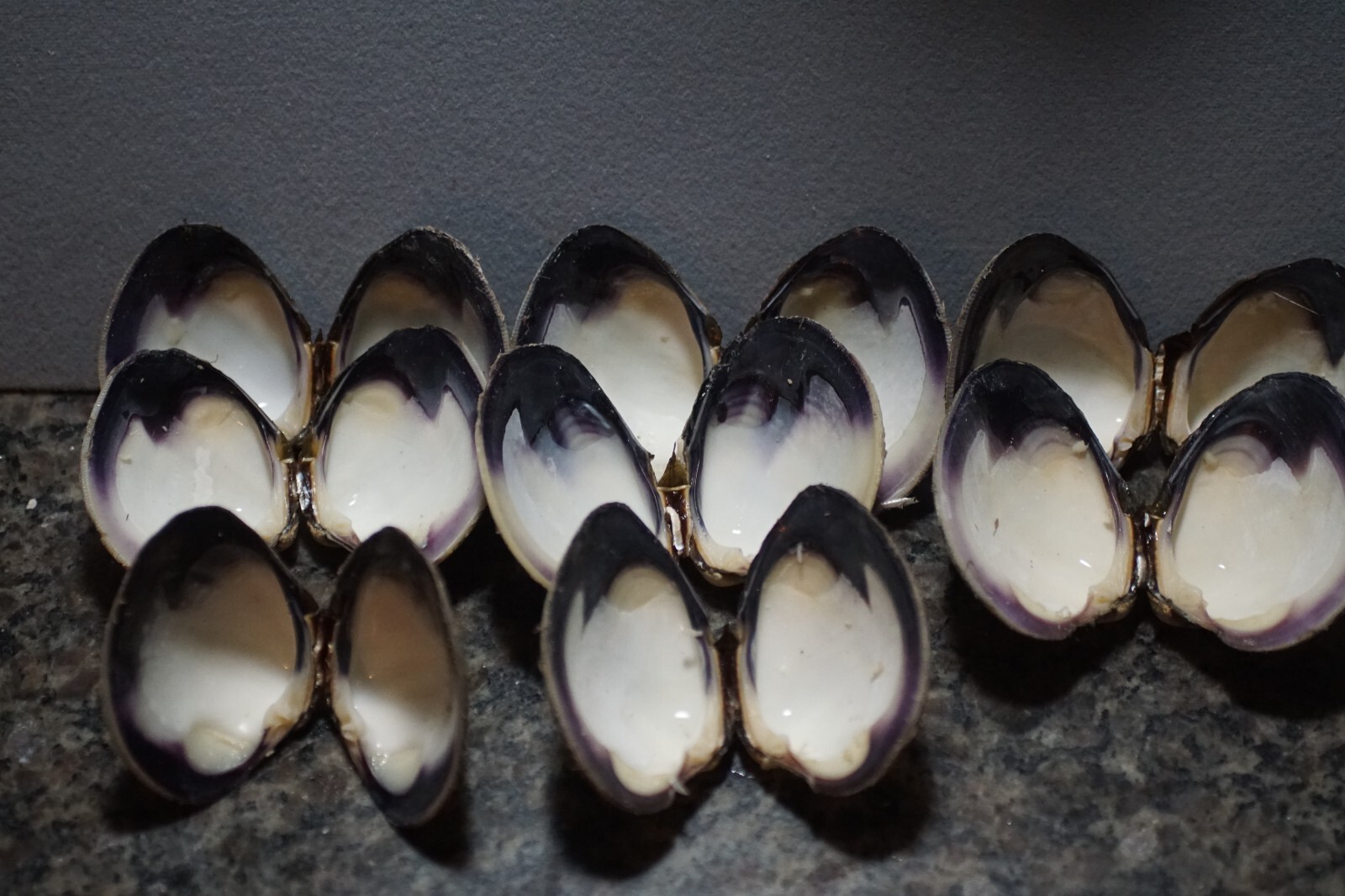 Wampum Quahog Shells SE RI Premium Lot 16  2 1/2"-3"  PAIRS