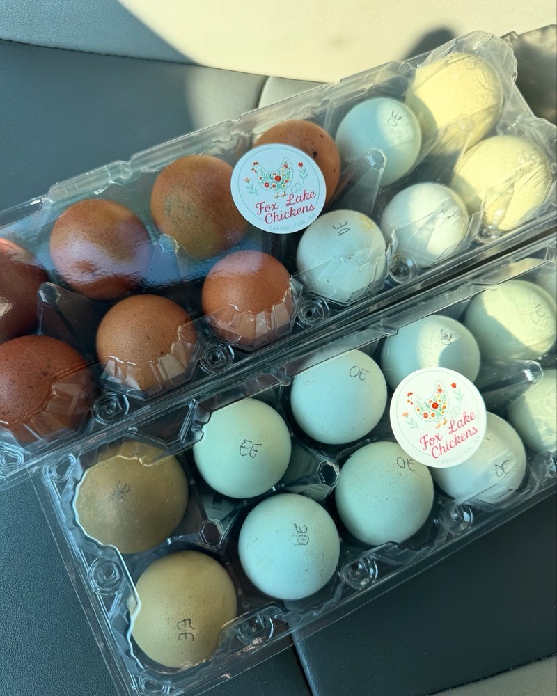 Rainbow Hatching Eggs 12+ Multi-gen Olive & Easter Egger + Black Copper Marans