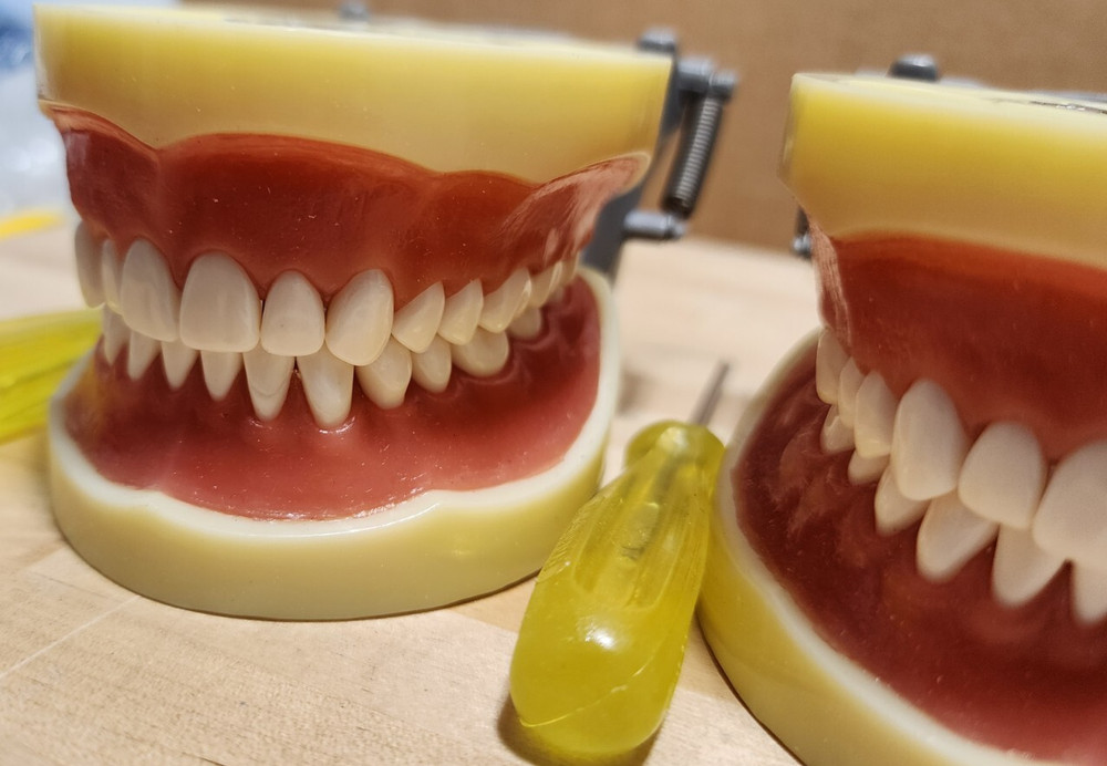 Dental Form w/ Removable Teeth Typodont Dentoforms (Qty 4)