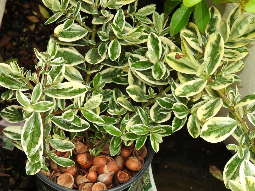 Hazel Shell Mulch - Amendment Product - 1.5 CF - 25 lbs.