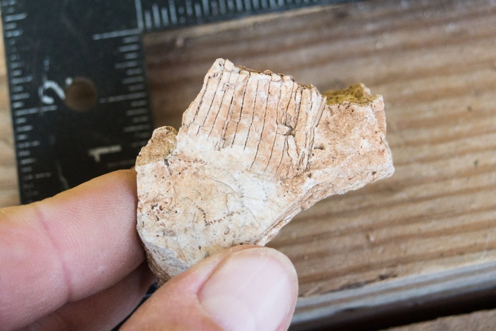 NE Oklahoma Fossil