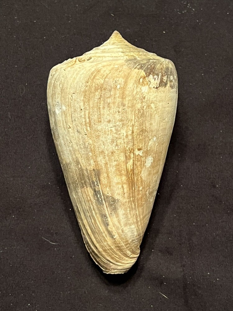 RARE Fossilized Conidae ( CONE ) Shell From Central Florida & BONUS Shell.