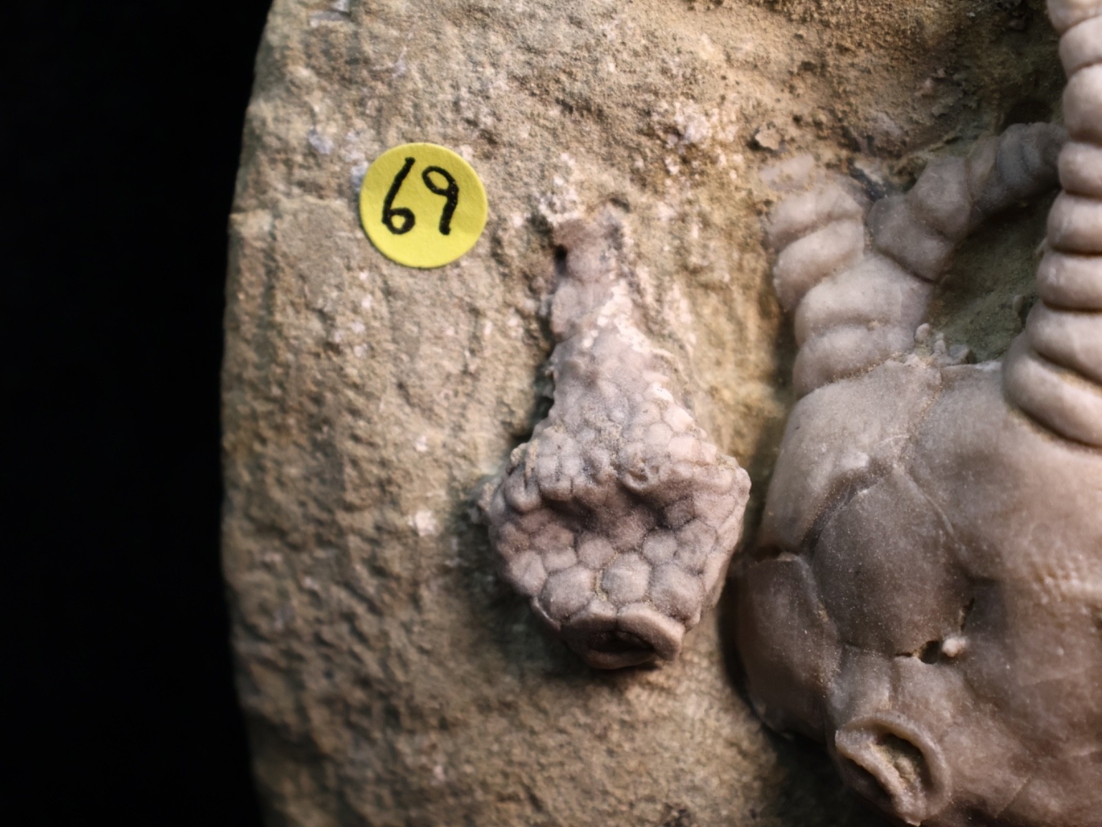 Vortex of Fossil Crinoids, Crawfordsville, IN
