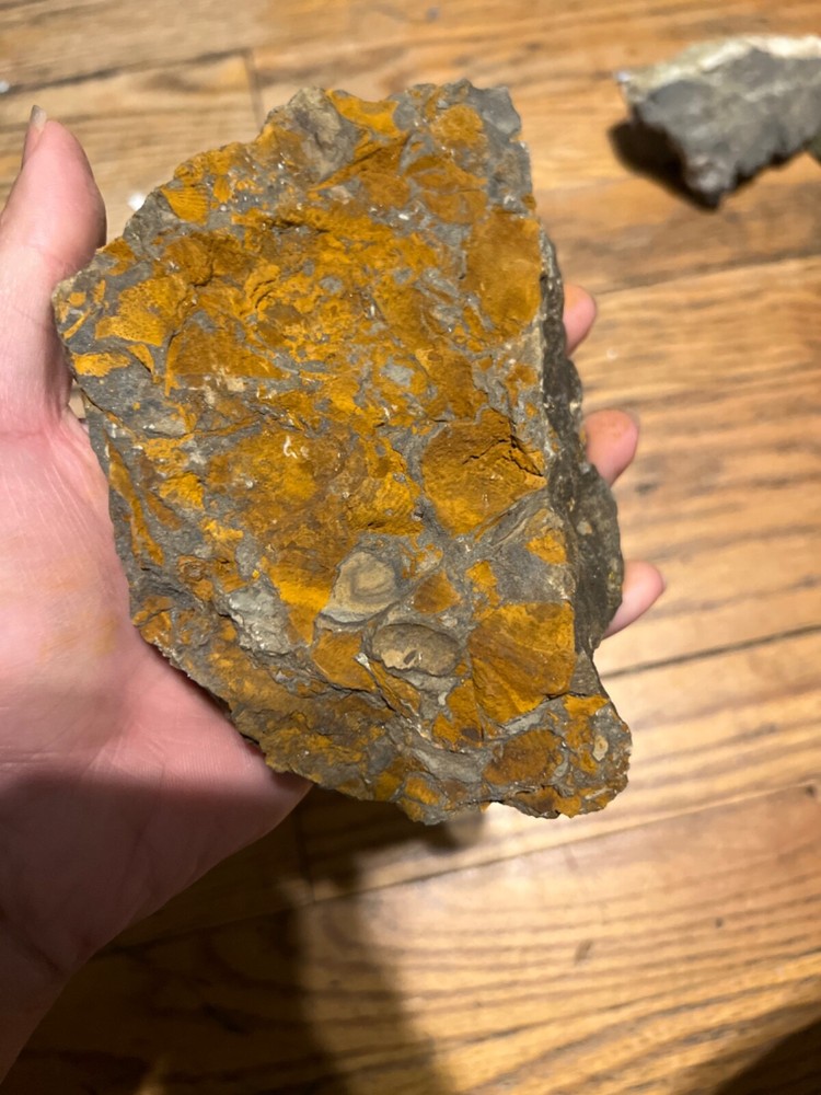 Marine Fossil Rocks
