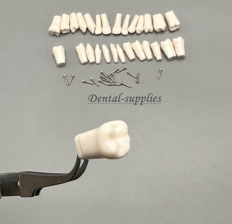 Dental Study Teeth Models Technician Practice Preparation Removable Tooth Nissin