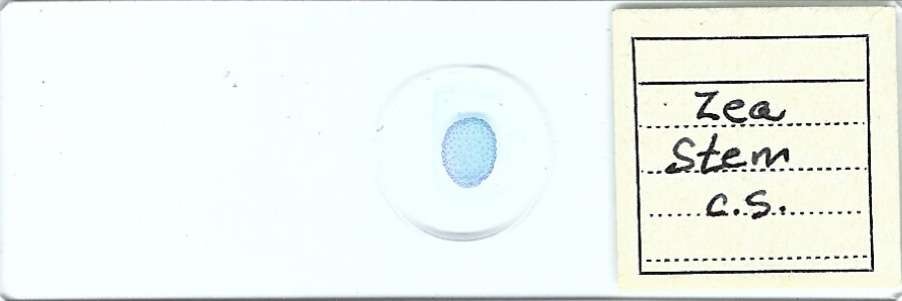 Zea Stem c.s. Microscope Slide